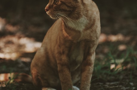 猫和老鼠手游(猫和老鼠手游！让你畅游童年的回忆！)