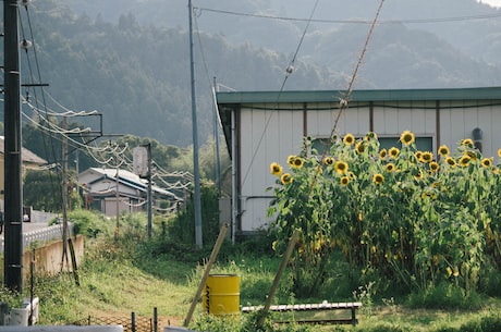 青雉(青雉：国宝级青铜器)