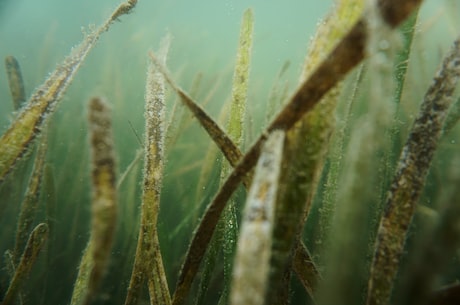 杀菌灭藻剂(你家的水族箱水质污染了？试试这些杀菌灭藻剂！)