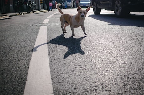 qq刷钻软件免费版 以上就是关于降调软件免费版介绍的相关介绍