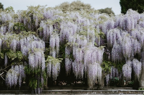 丁香花歌词(丁香花歌词：描写世事如棋，人生若摇晃的万象)