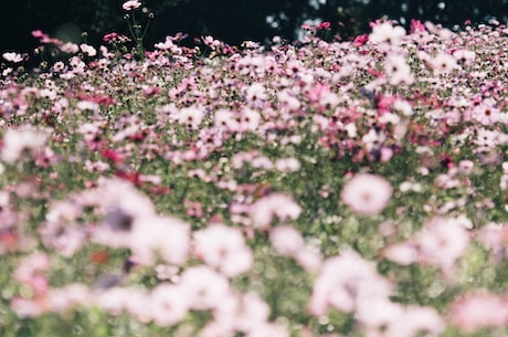 桃花直播(桃花直播：直播界的一股清流)