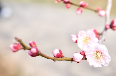 梅花图片大全(想要一站尽览所有梅花图片？这里提供梅花图片大全给你)