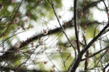 落花时节又逢君小说(落花时节又逢君小说，让我们一起走进这个充满泪水和爱情的世界)