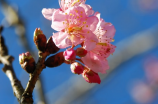 茶花球(打造雅致空间，茶花球装修助你实现梦想)